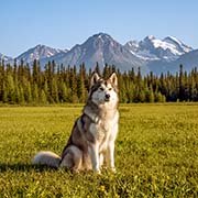 Alaskan-Malamute