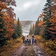 bernese_mountain-dogs-