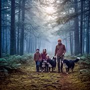 bernese_mountain-dogs-