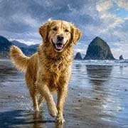 golden-retriever-