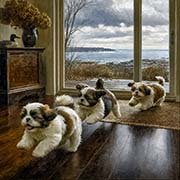 shih-tzu-