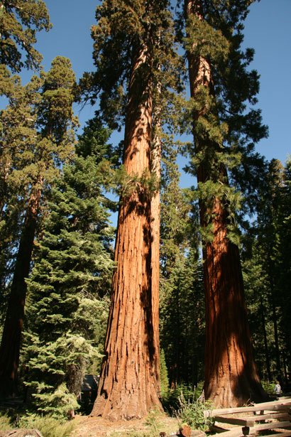A giant Sequoia tree in Mariposa Grove