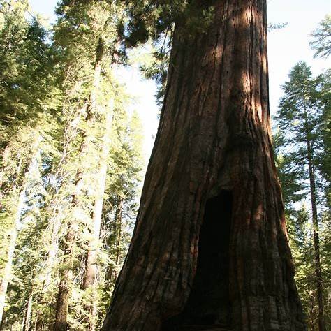 Mariposa Grove